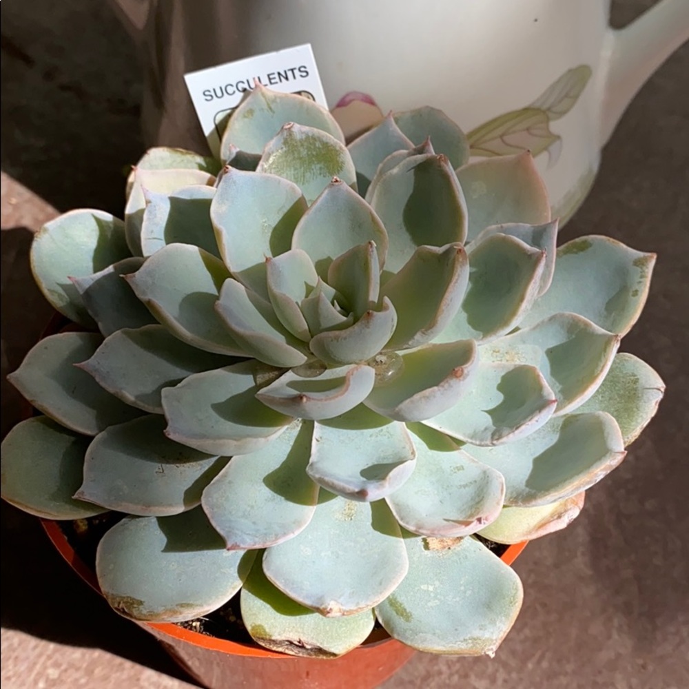 Healthy Korean Echeveria Succulent 3.5” pot